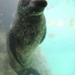 Seal of Approval